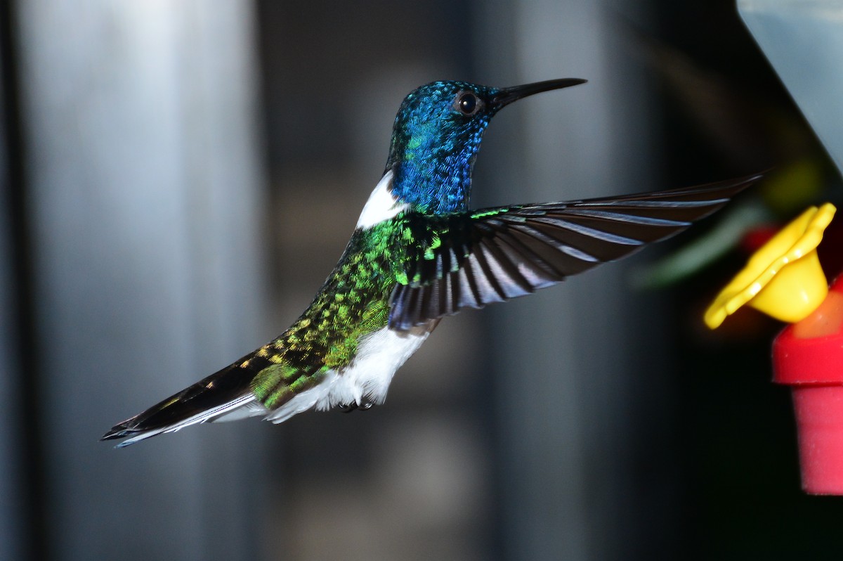 Colibrí Nuquiblanco - ML629116224