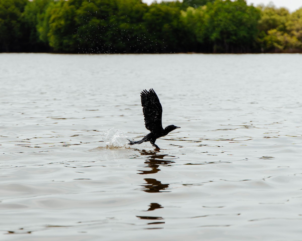 Little Cormorant - ML629116225