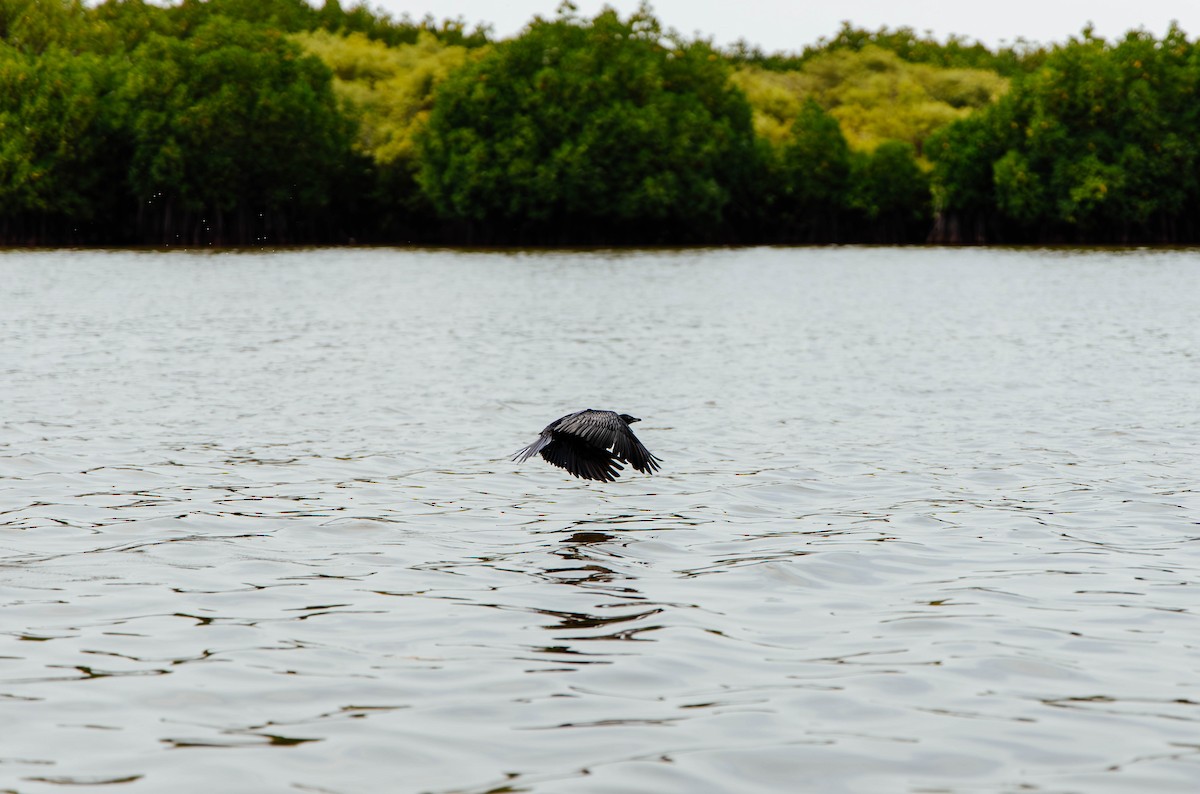 Little Cormorant - ML629116226