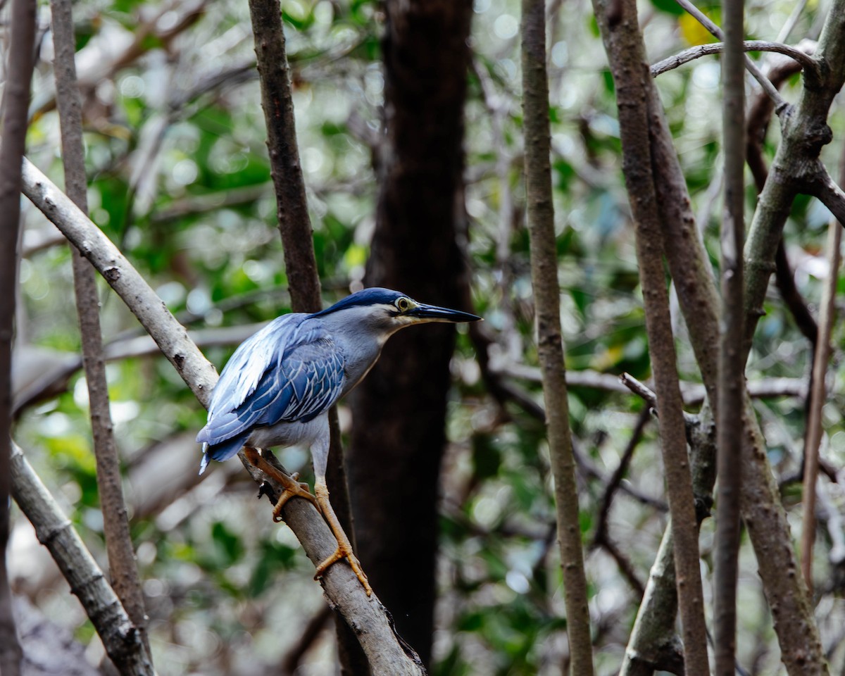 Little Heron - ML629116235