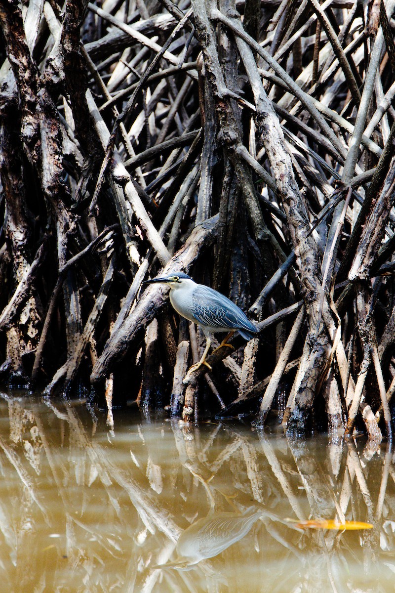 Little Heron - ML629116236