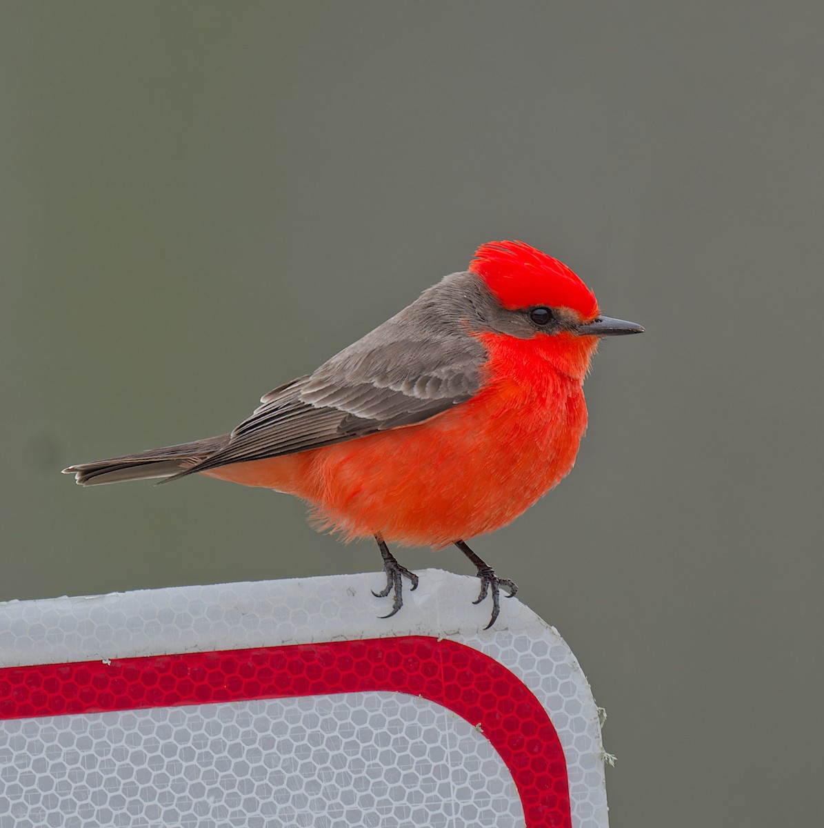 Vermilion Flycatcher - ML629116246