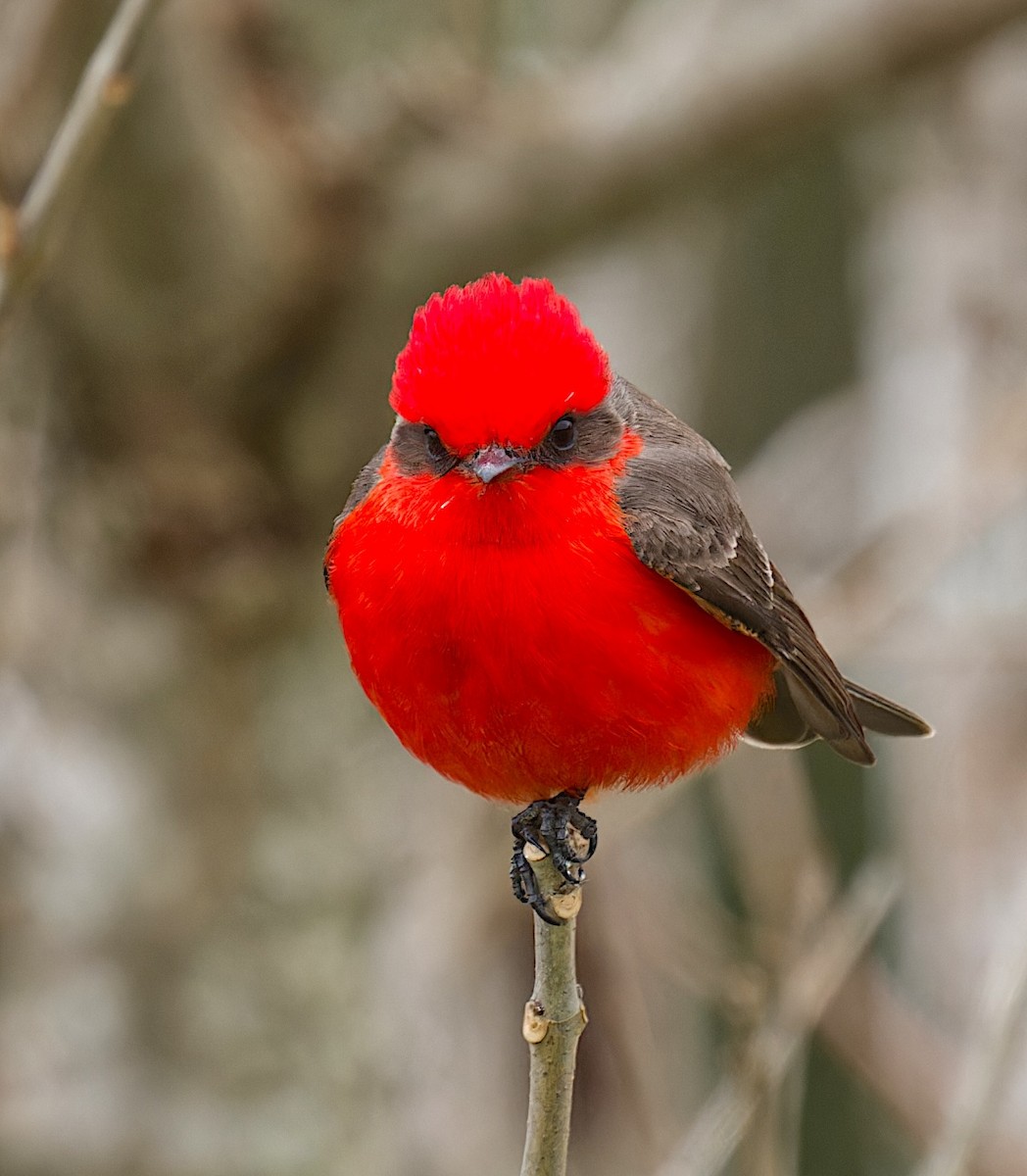 Vermilion Flycatcher - ML629116252