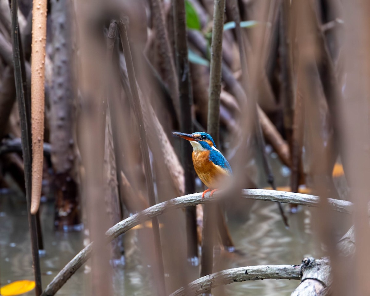 Common Kingfisher - ML629116253