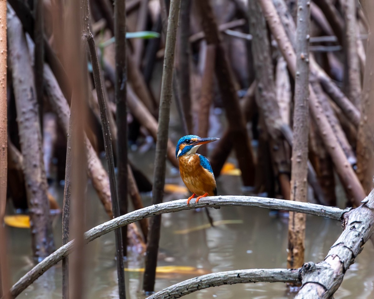 Common Kingfisher - ML629116254