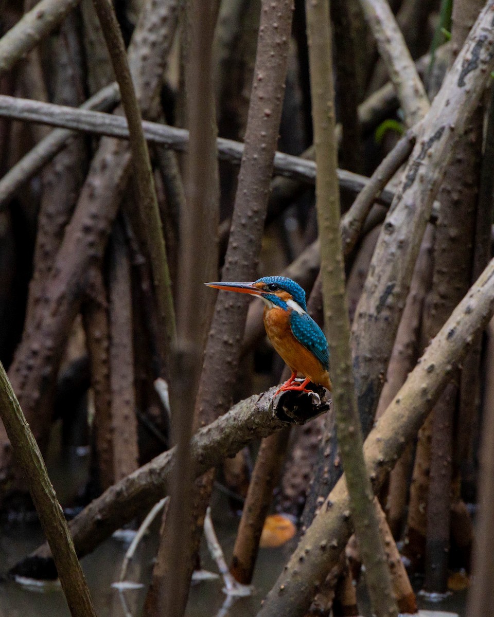 Common Kingfisher - ML629116255