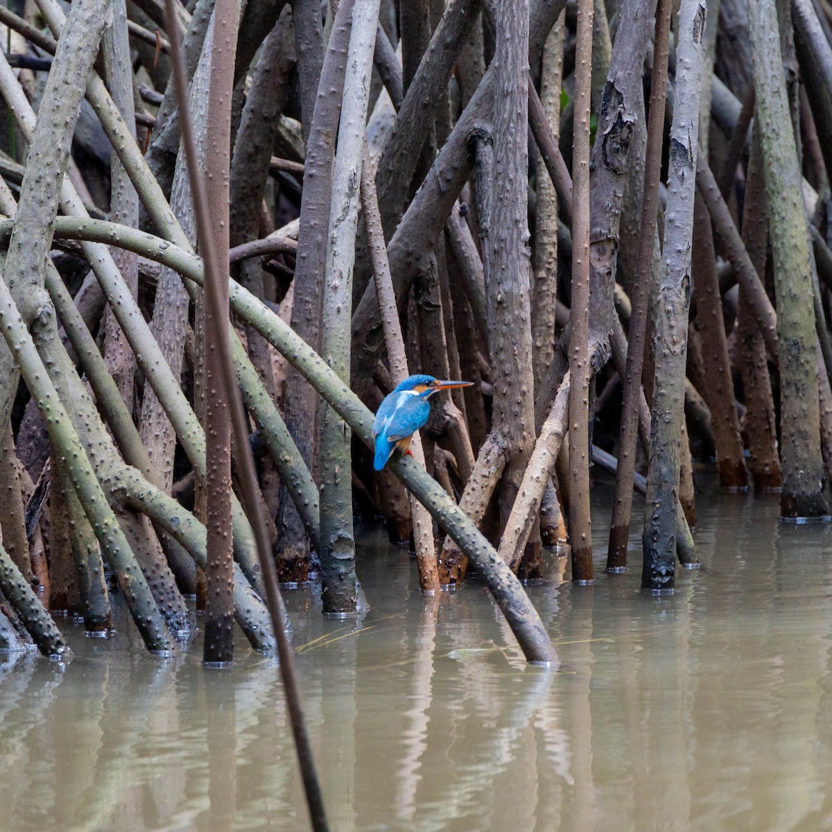 Common Kingfisher - ML629116256