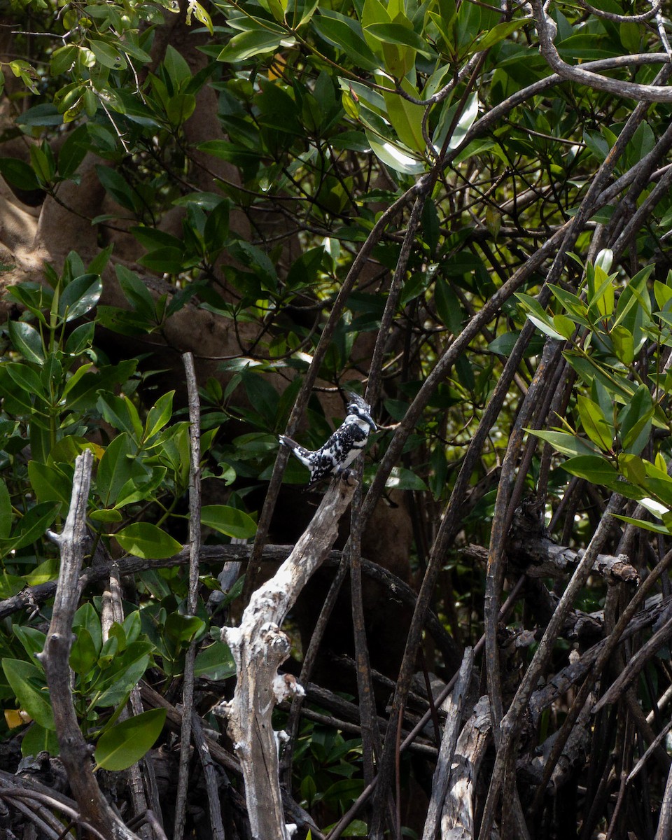 Pied Kingfisher - ML629116288
