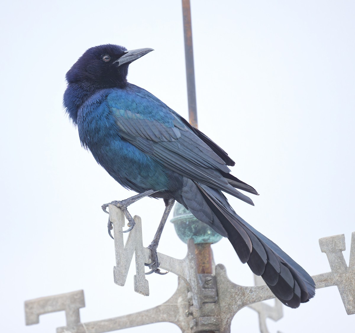 Boat-tailed Grackle - ML629116295