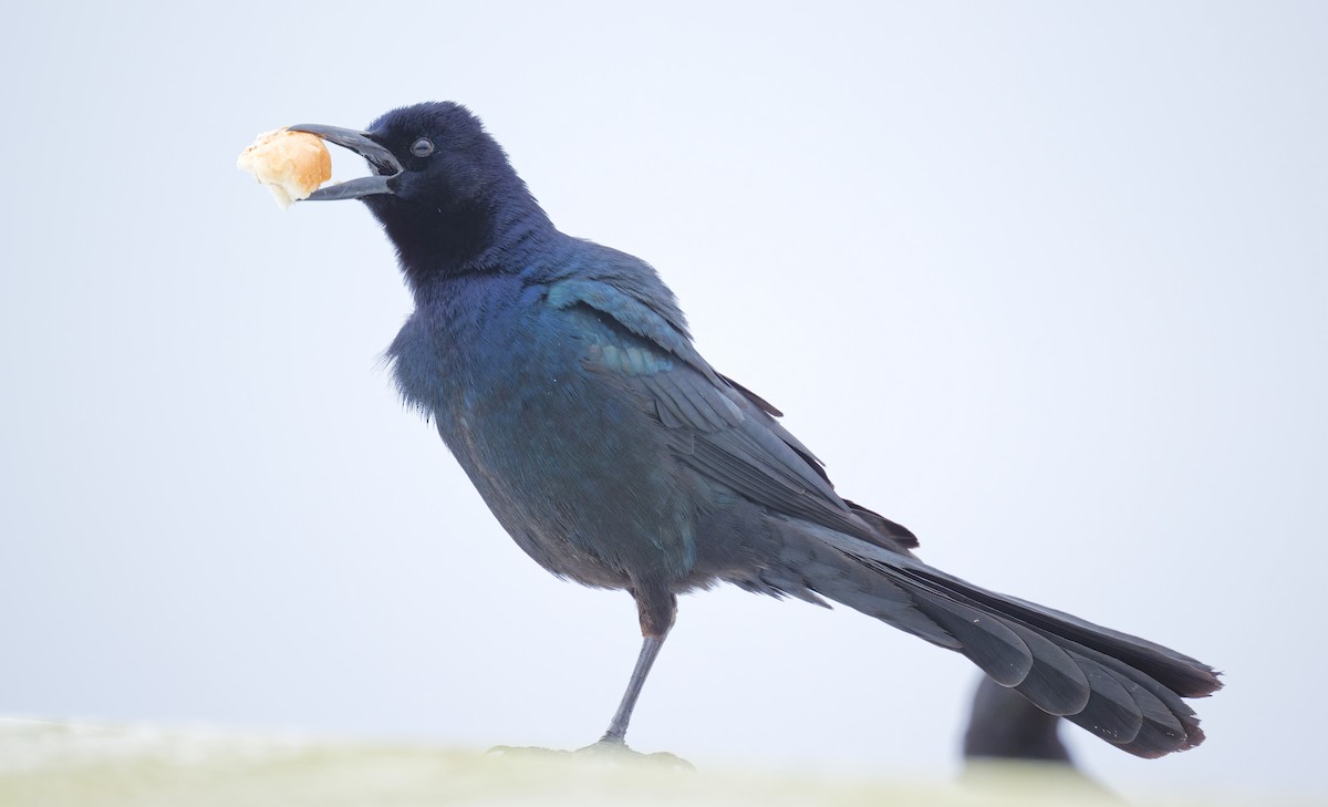 Boat-tailed Grackle - ML629116296