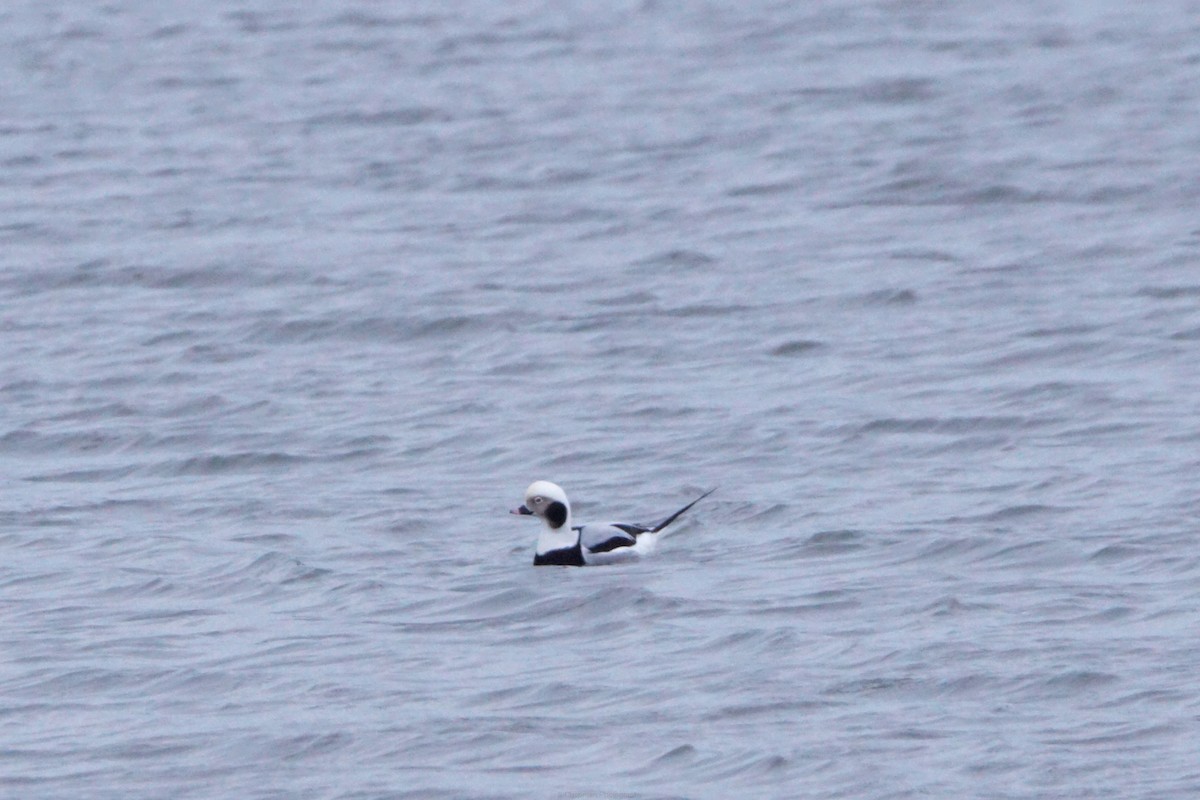 Long-tailed Duck - ML629116390