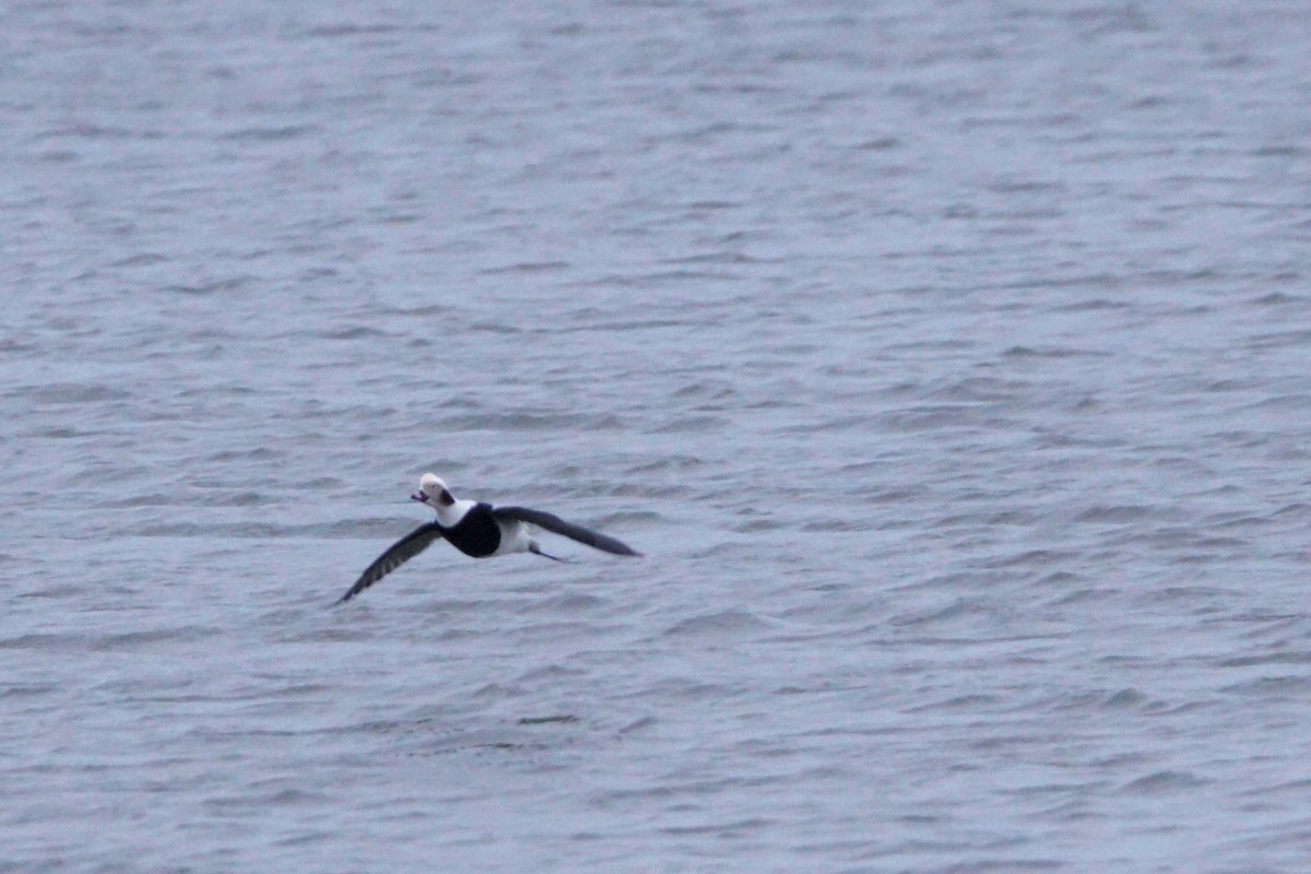 Long-tailed Duck - ML629116391