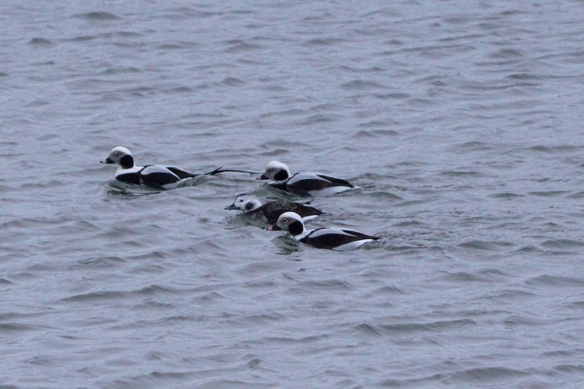 Long-tailed Duck - ML629116392