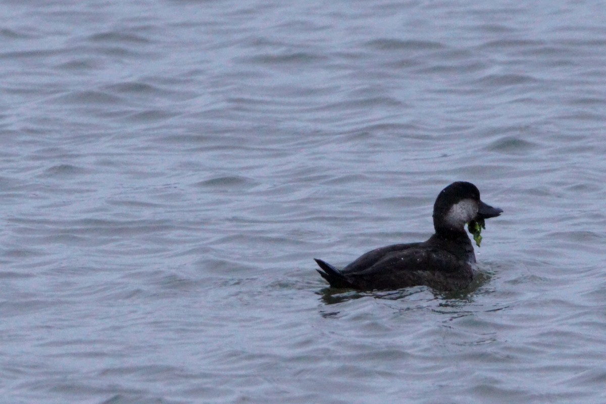 Black Scoter - ML629116423