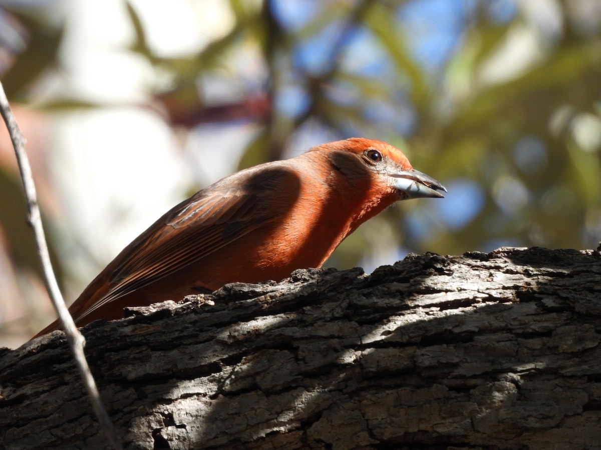 Hepatic Tanager - ML629116425