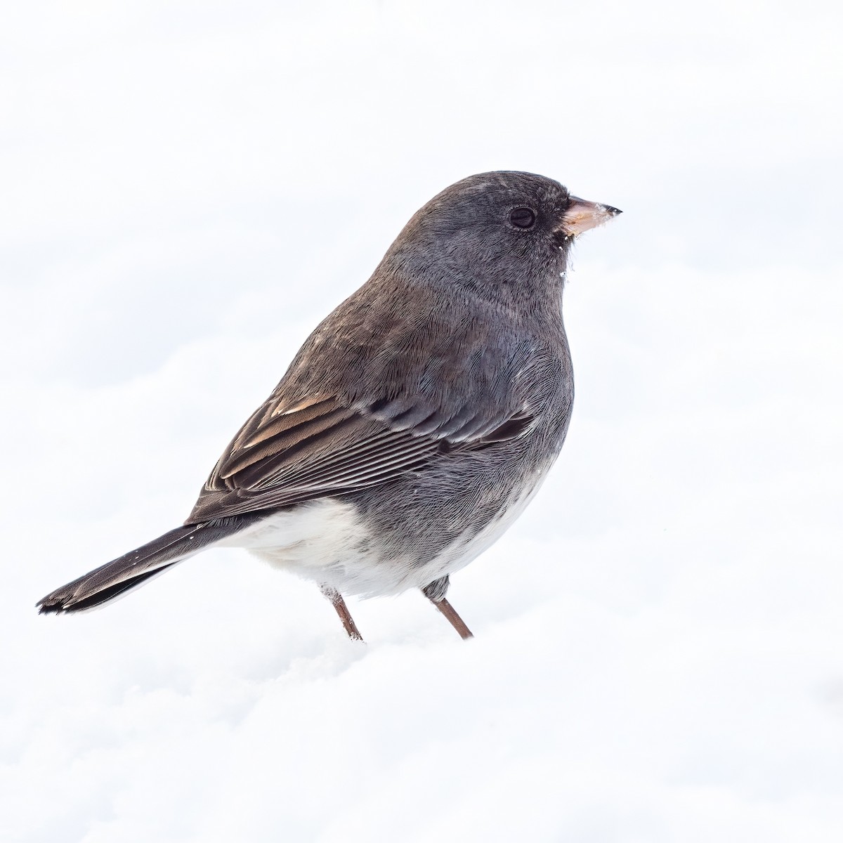 Dark-eyed Junco - ML629116447