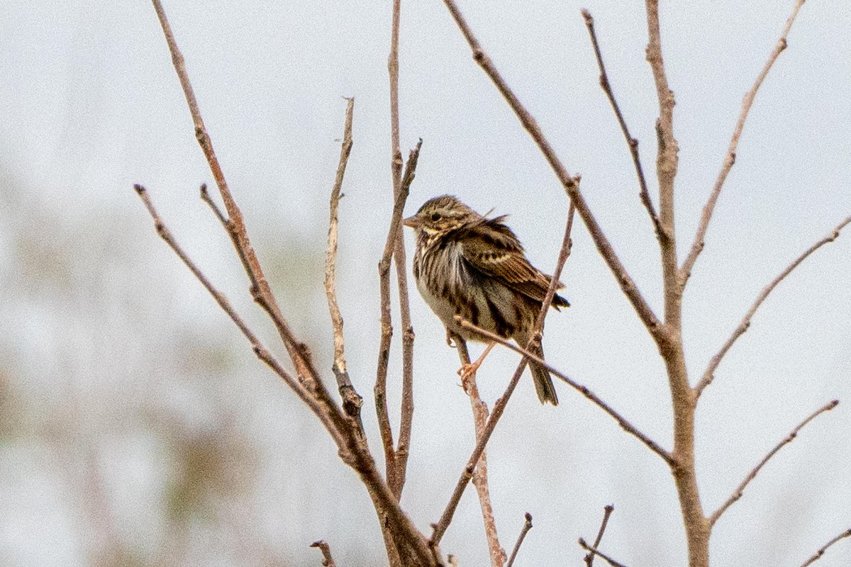 Savannah Sparrow - ML629116475