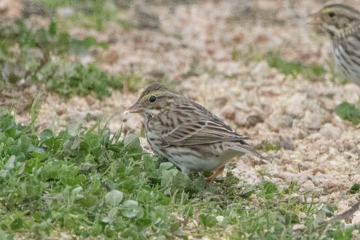 Savannah Sparrow - ML629116488