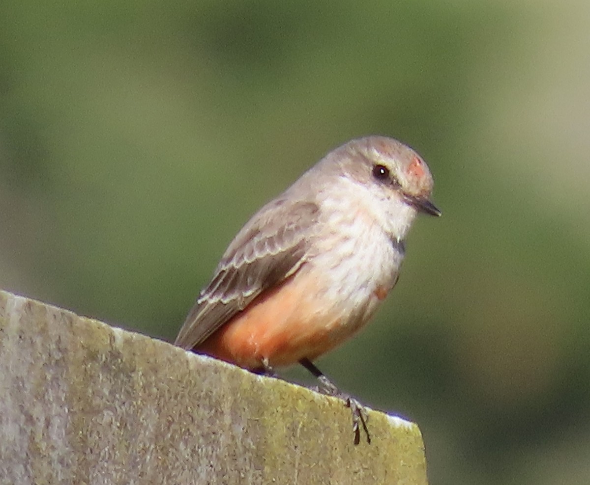 Vermilion Flycatcher - ML629116513