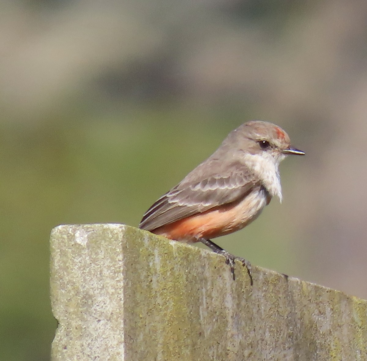 Vermilion Flycatcher - ML629116514