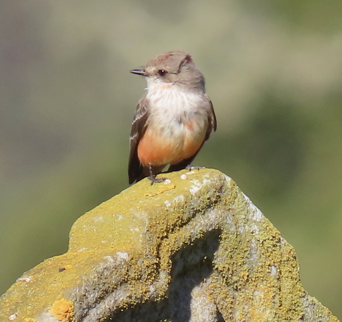 Vermilion Flycatcher - ML629116515