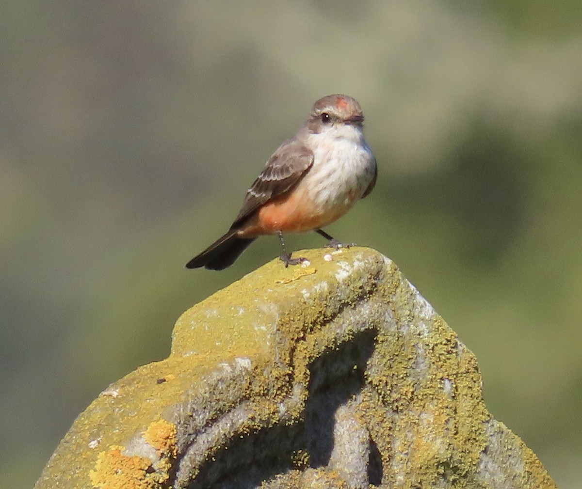 Vermilion Flycatcher - ML629116516