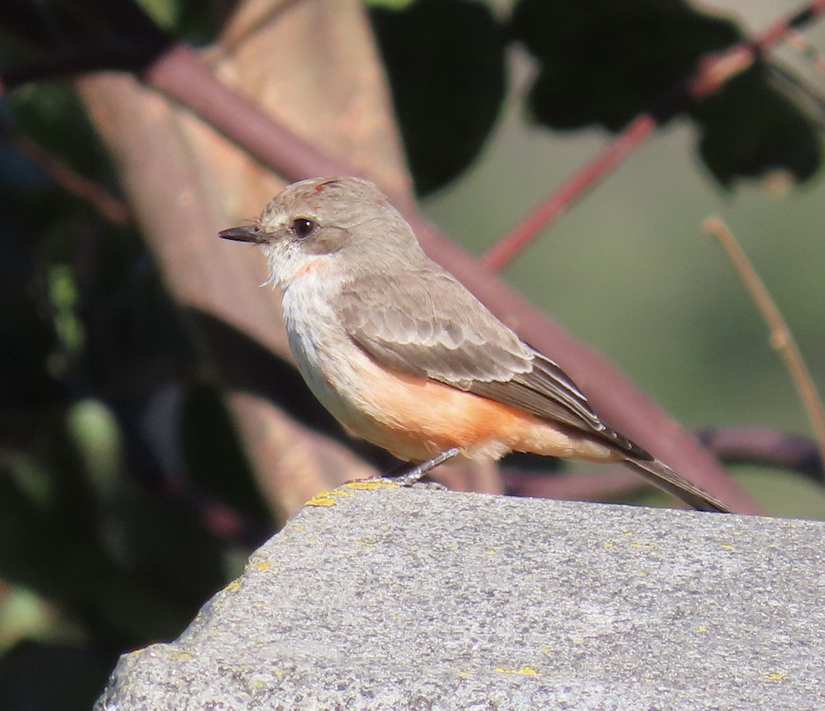 Vermilion Flycatcher - ML629116517