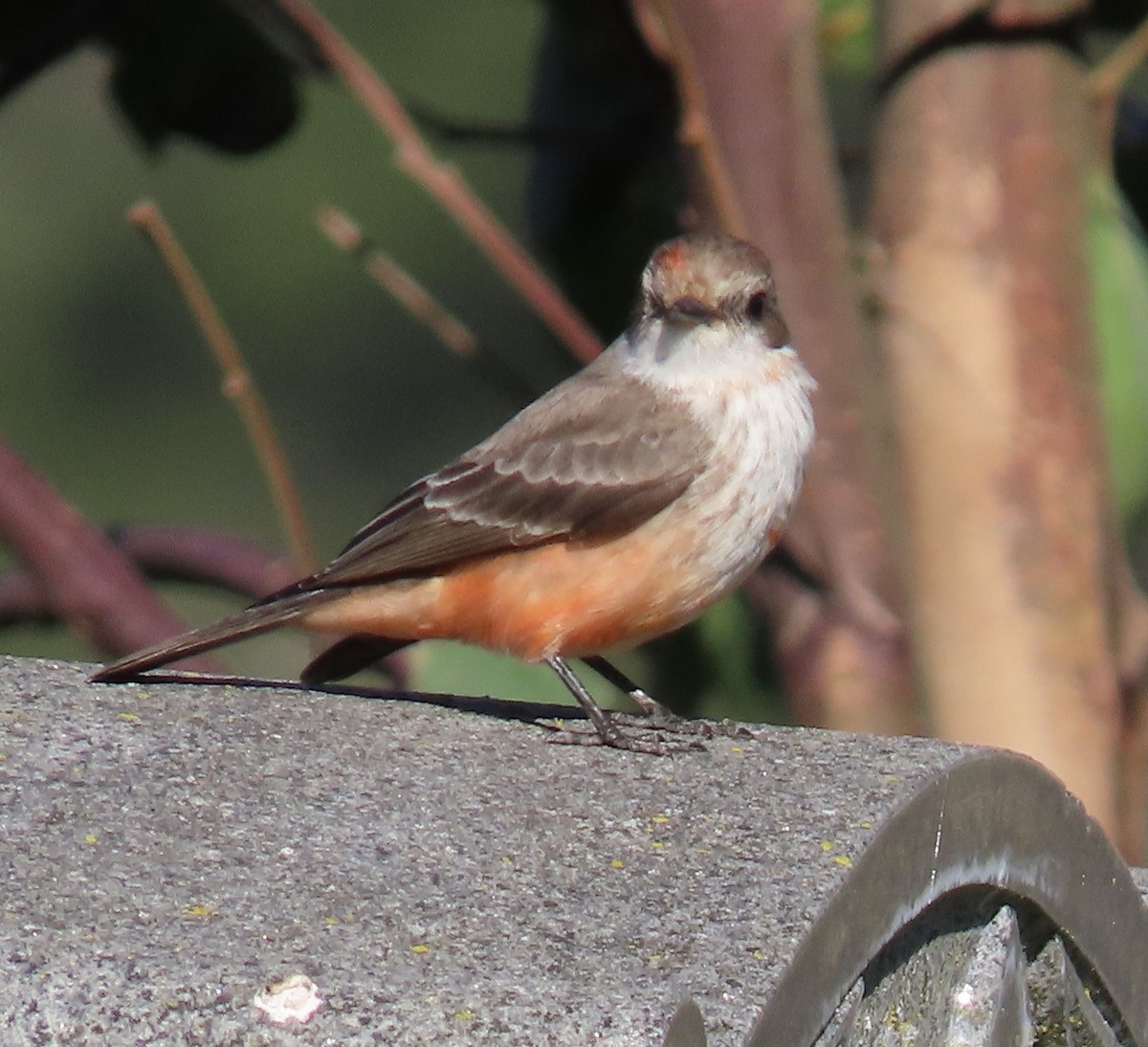 Vermilion Flycatcher - ML629116518