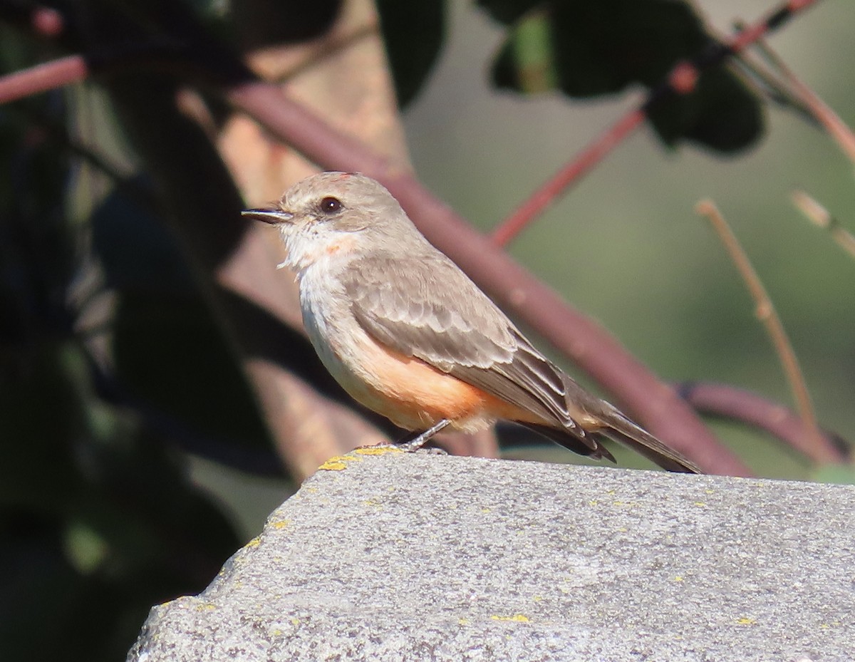 Vermilion Flycatcher - ML629116519