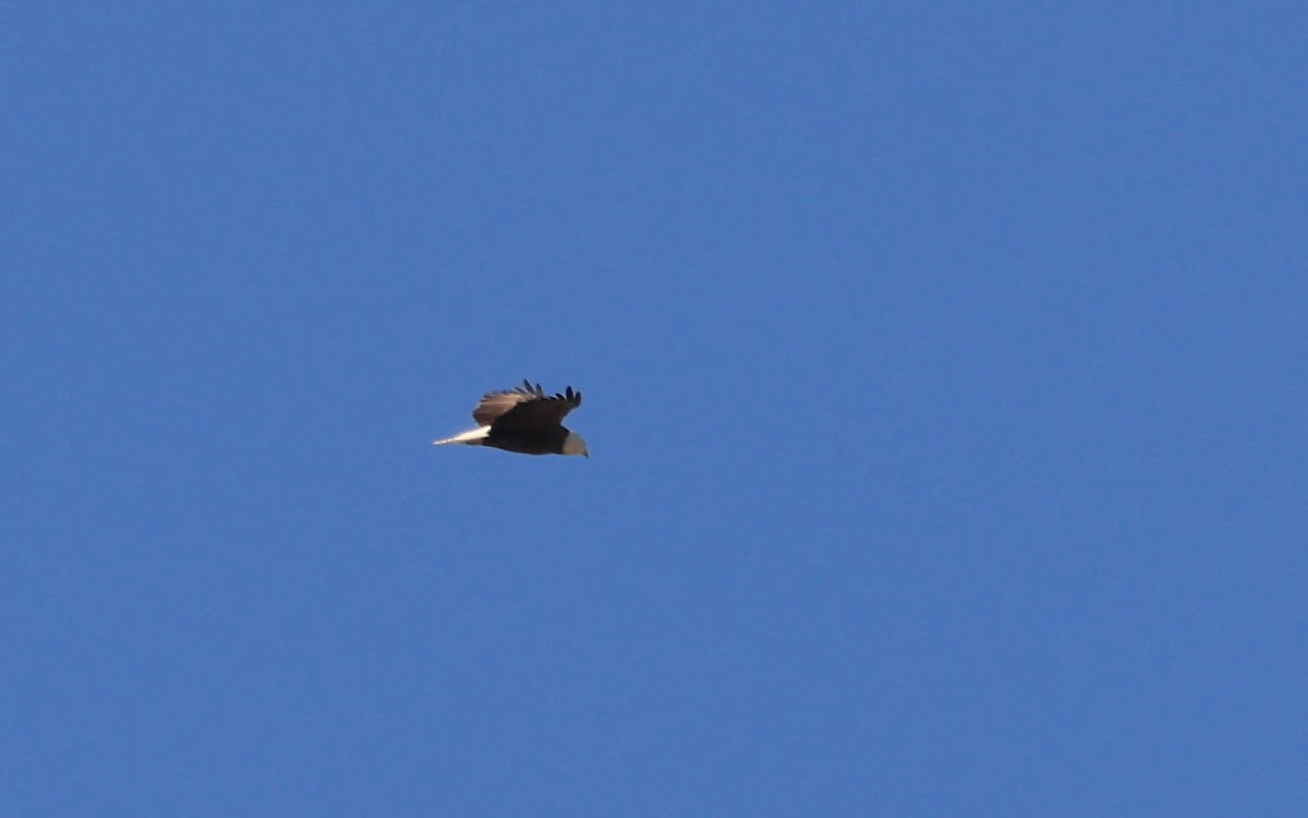 Bald Eagle - ML629116562