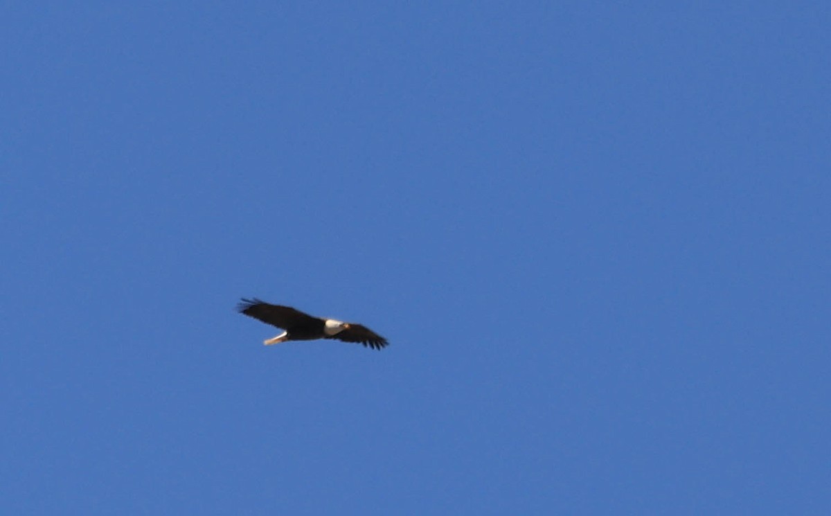 Bald Eagle - ML629116580