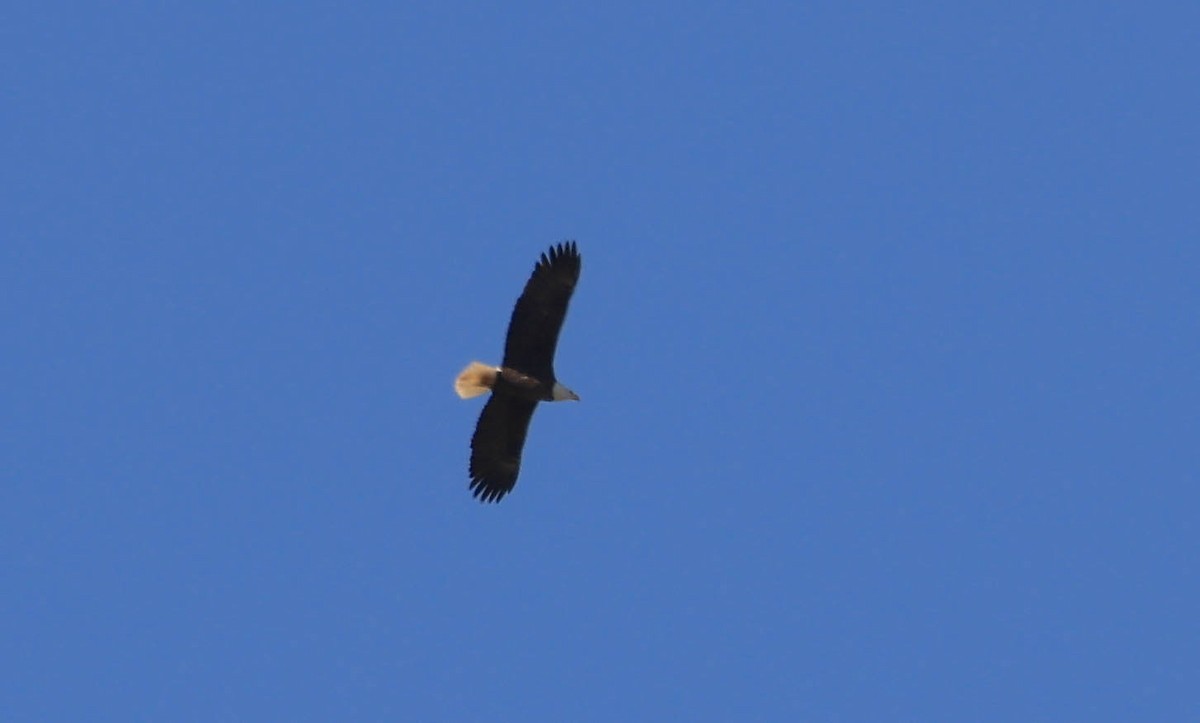 Bald Eagle - ML629116582