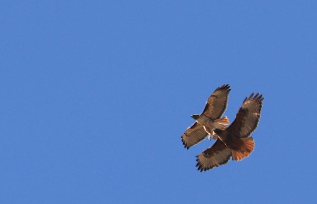 Red-tailed Hawk - ML629116607