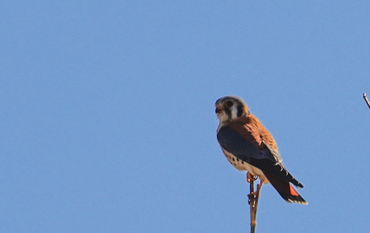 American Kestrel - ML629116620