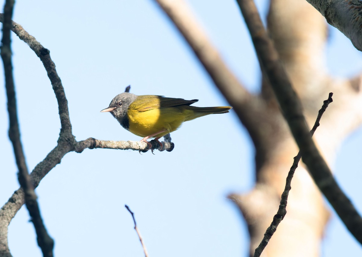 Graukopf-Waldsänger - ML629116659