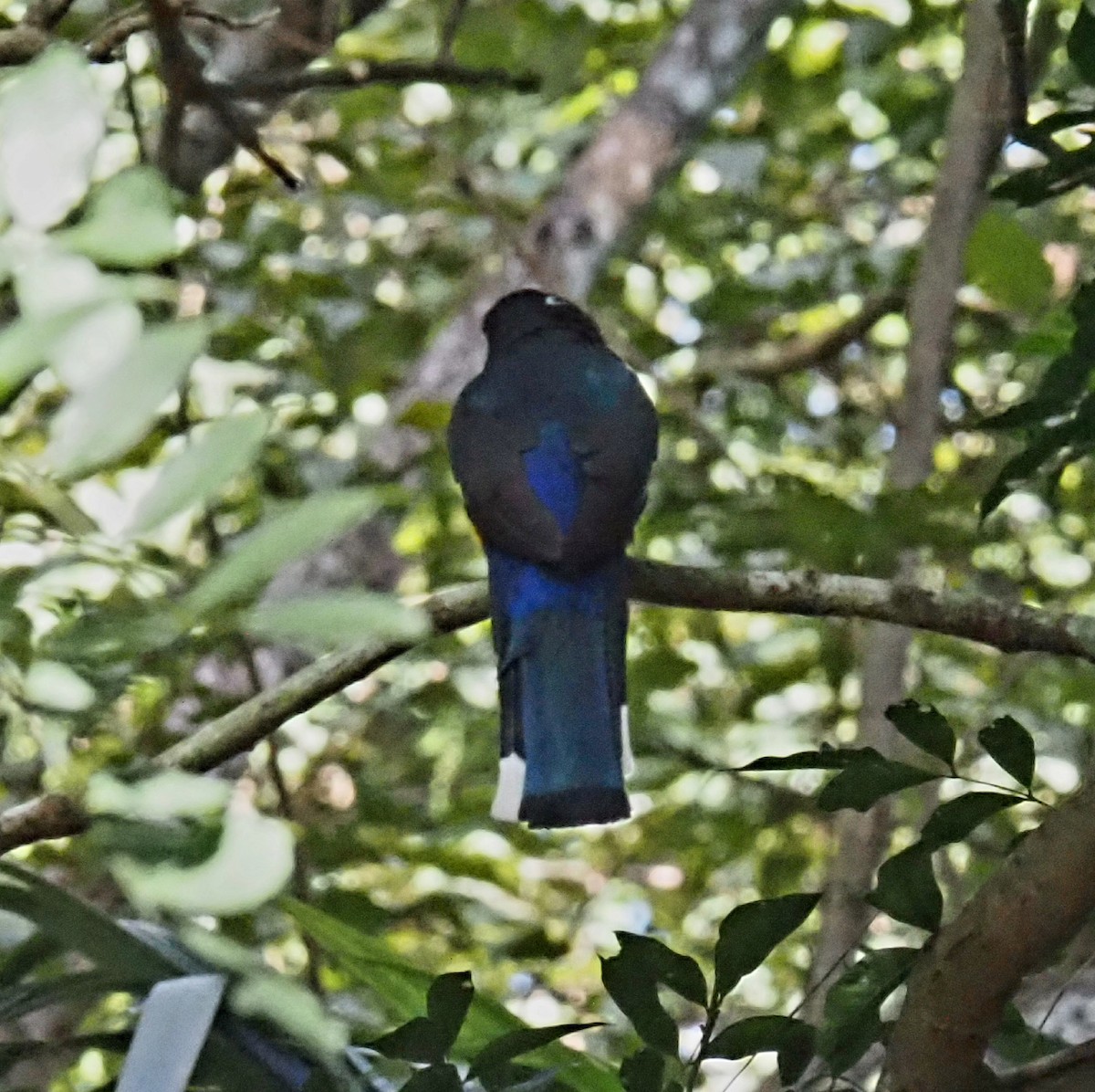 Kara Başlı Trogon - ML629116664