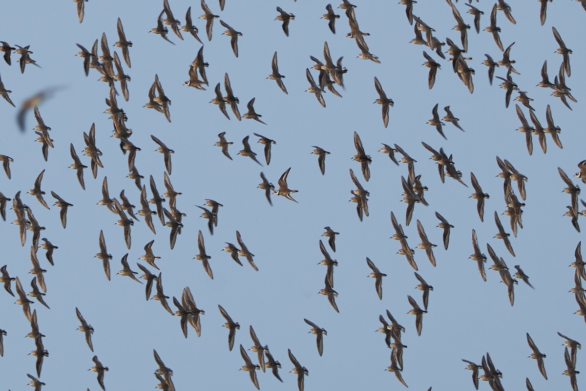 Semipalmated Plover - ML629116697