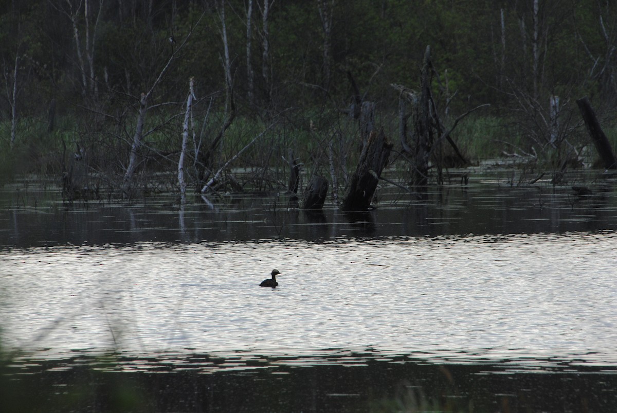 Horned Grebe - ML629116736