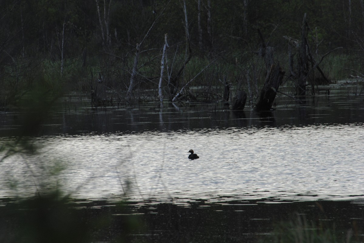 Horned Grebe - ML629116737