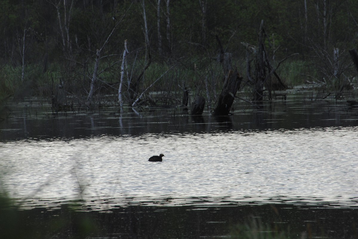 Horned Grebe - ML629116738