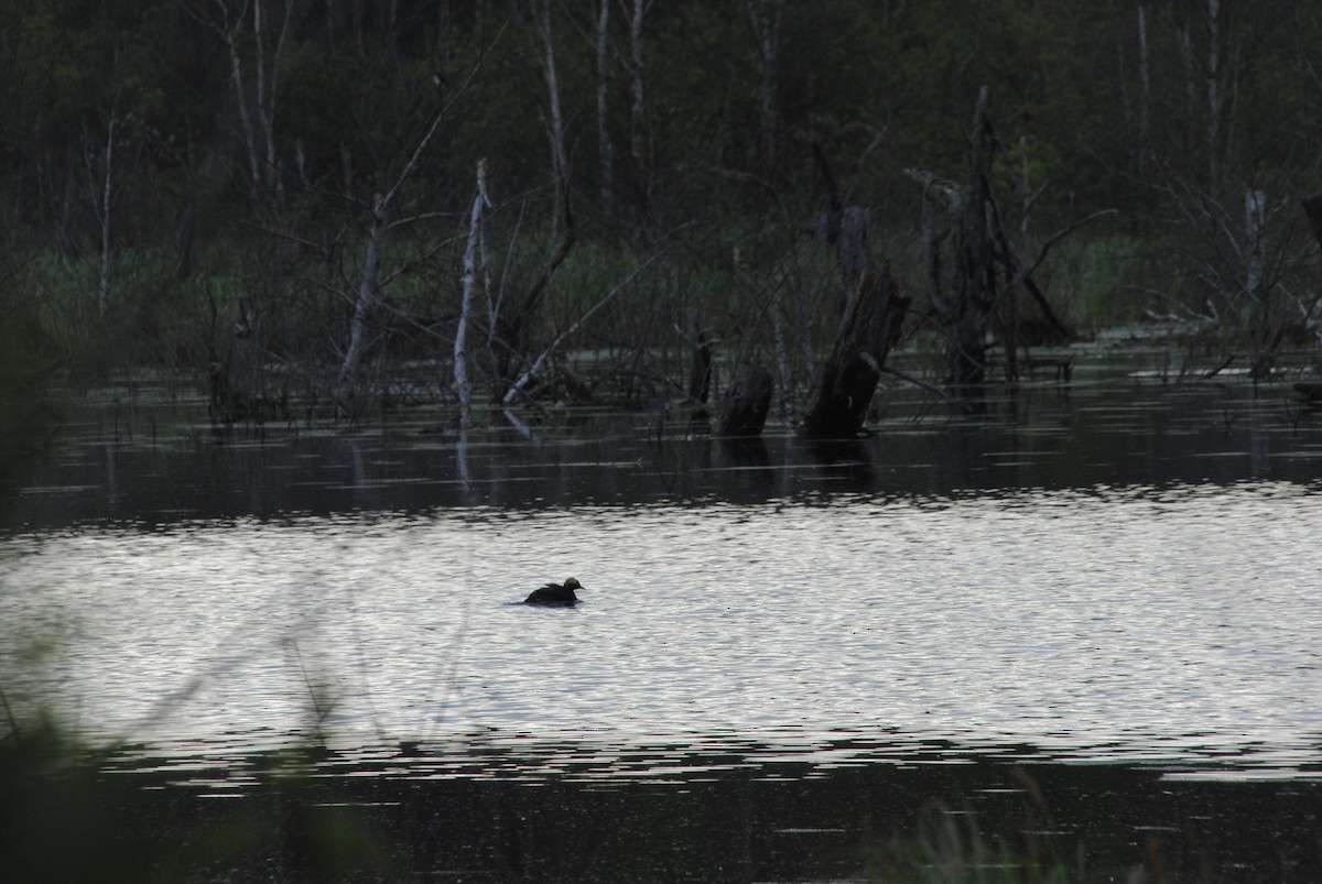 Horned Grebe - ML629116739