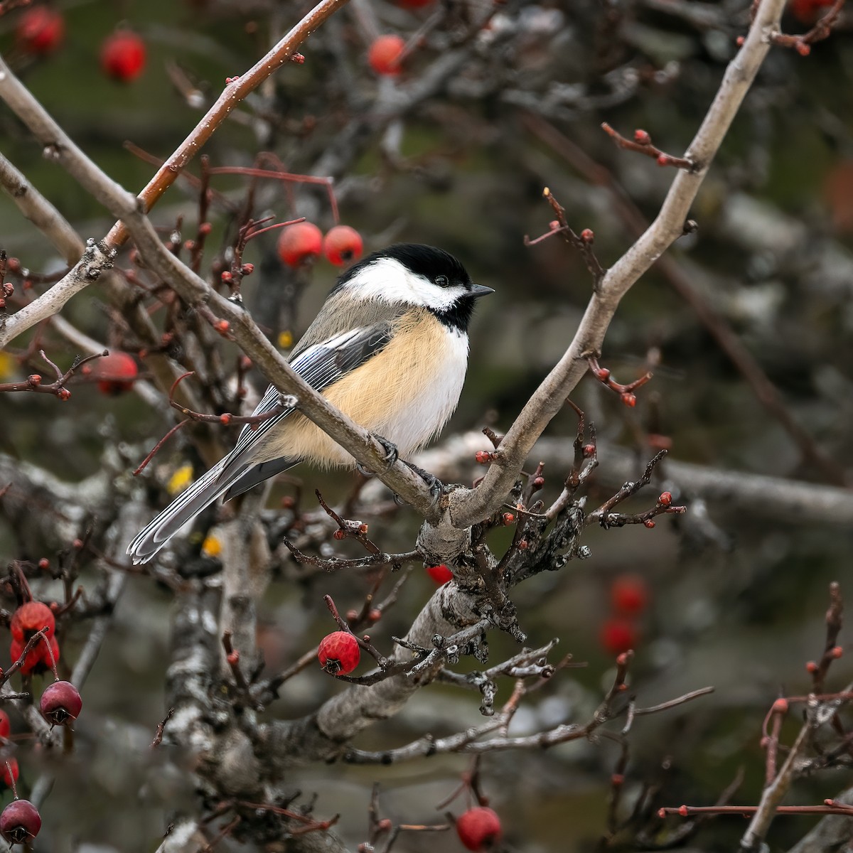 Black-capped Chickadee - ML629116792