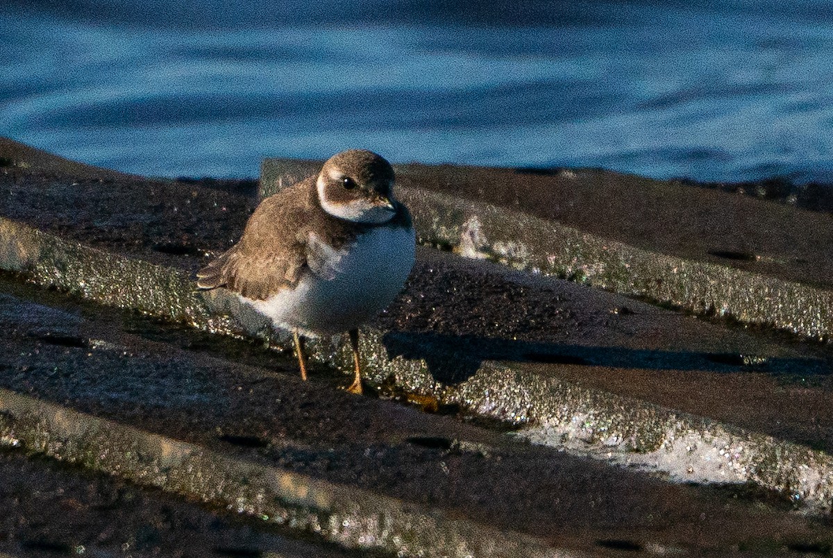 Semipalmated Plover - ML629116851