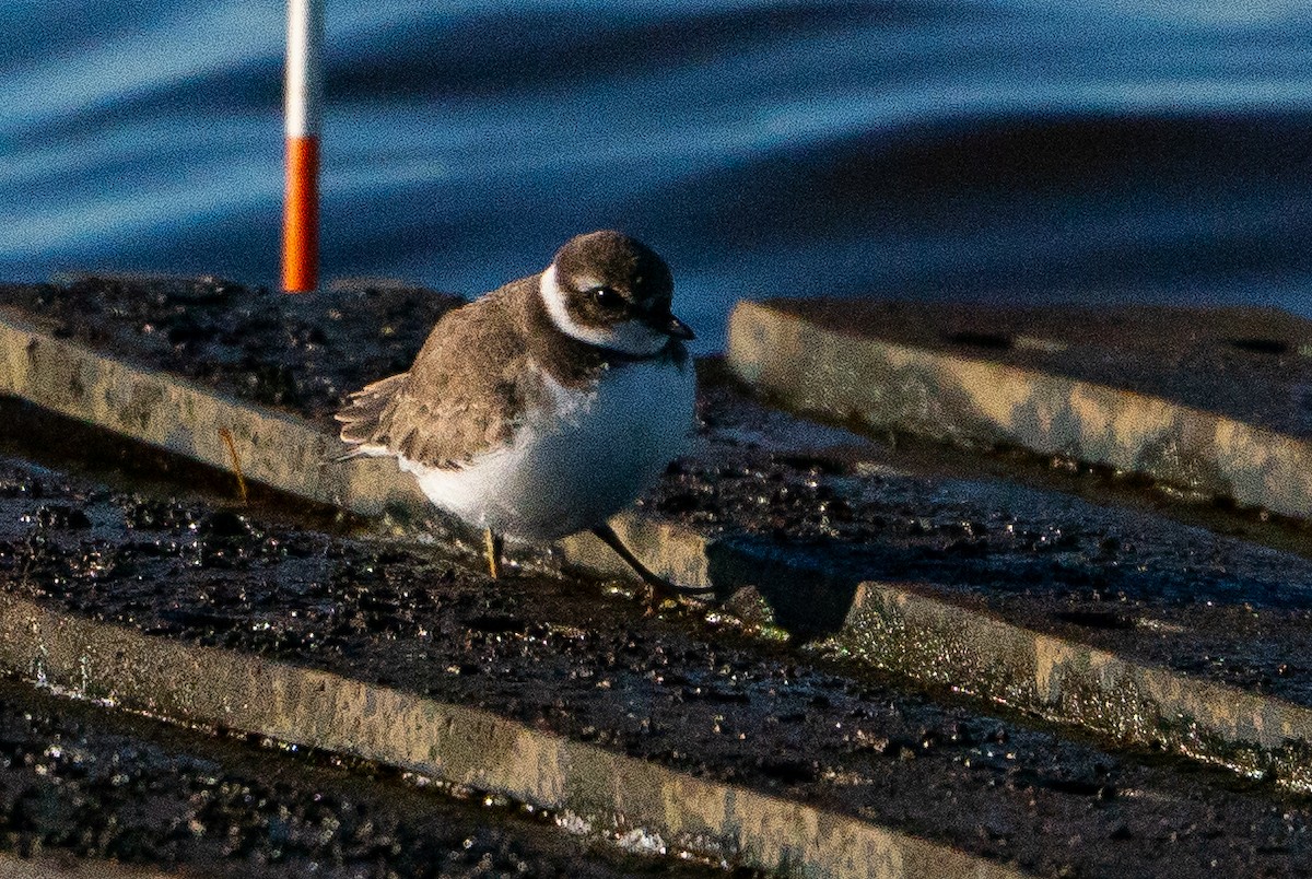 Semipalmated Plover - ML629116852