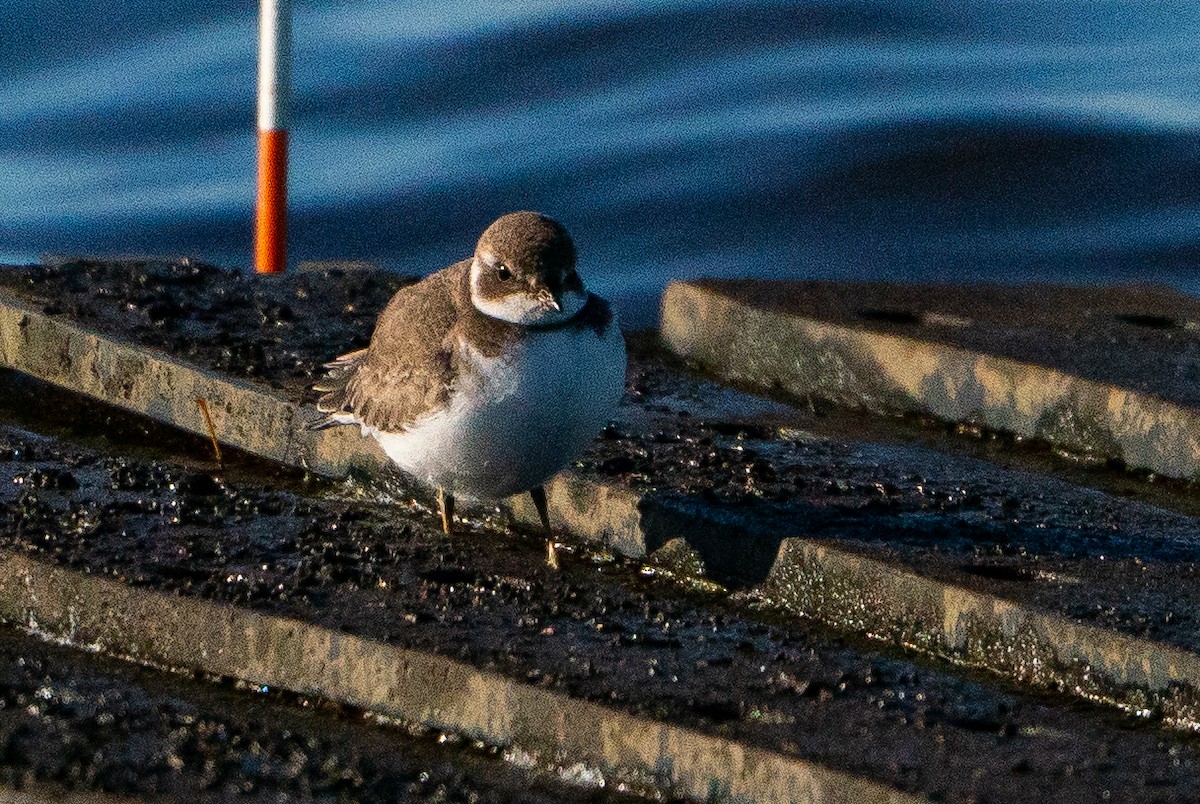 Semipalmated Plover - ML629116853