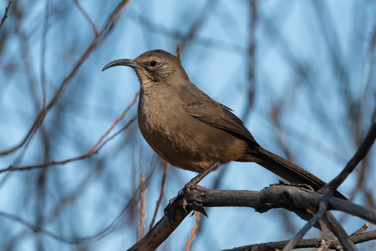 California Thrasher - ML629116894