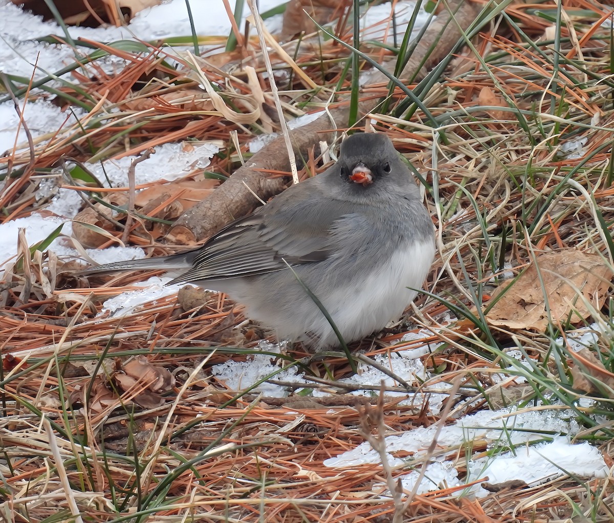 Dark-eyed Junco - ML629116961