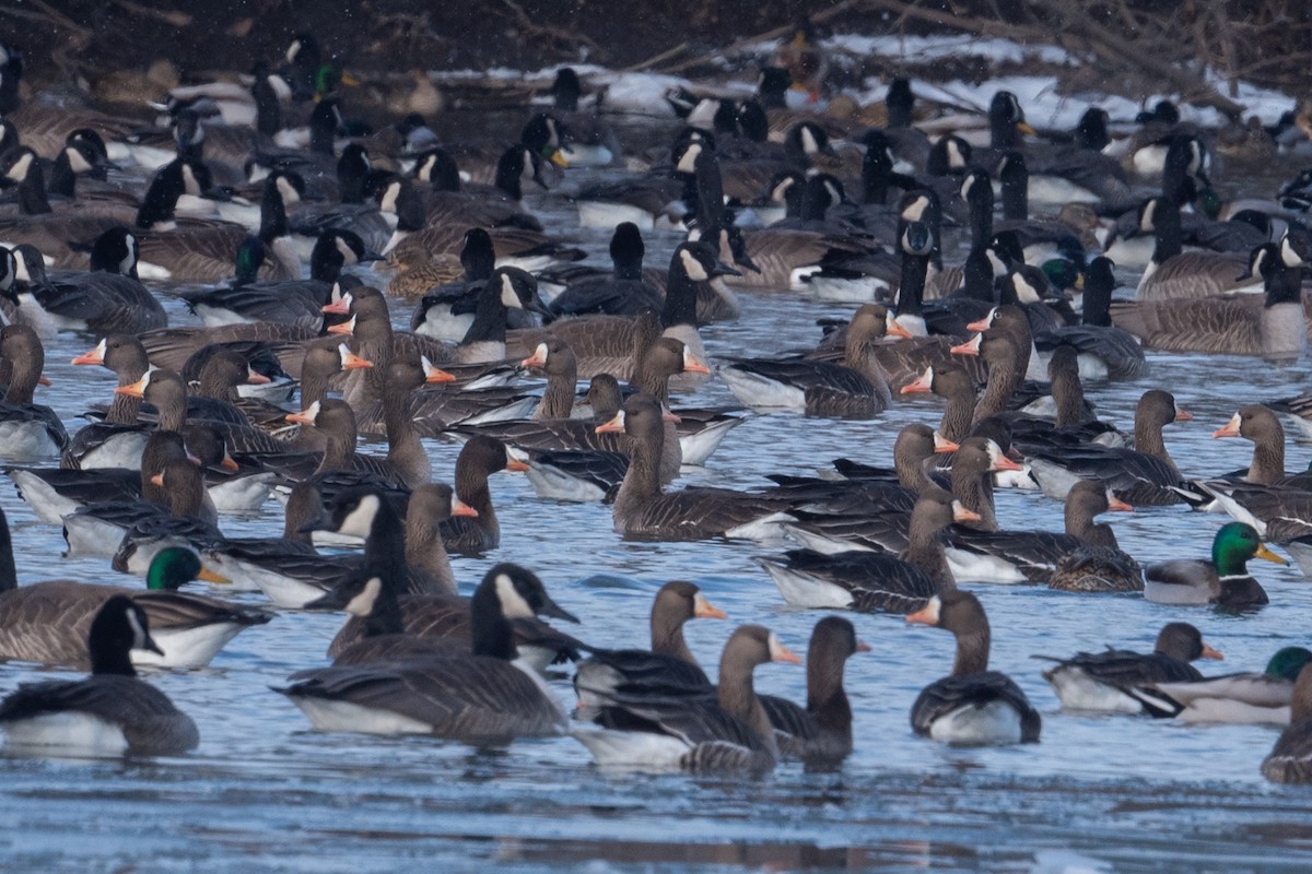Greater White-fronted Goose - ML629116965