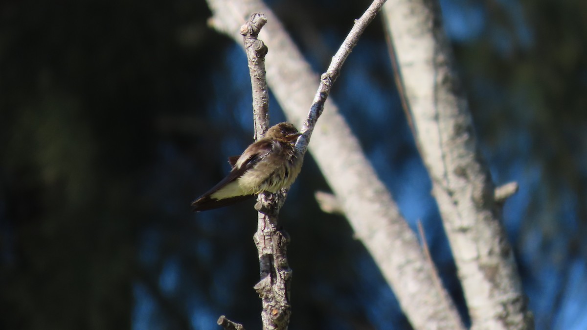 Southern Rough-winged Swallow - ML629116966