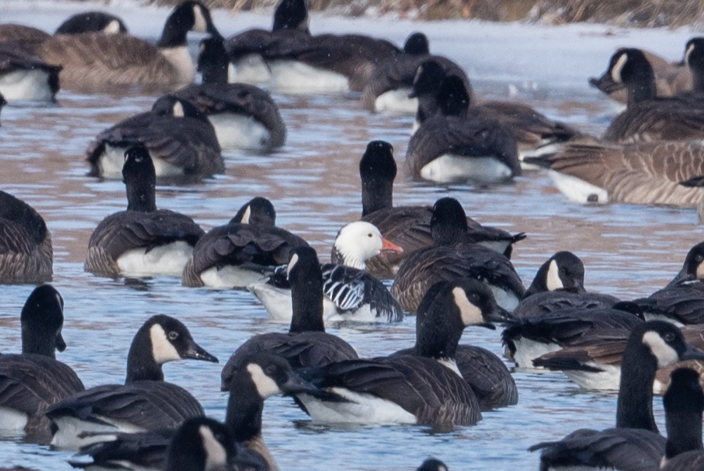 Snow Goose - ML629116970